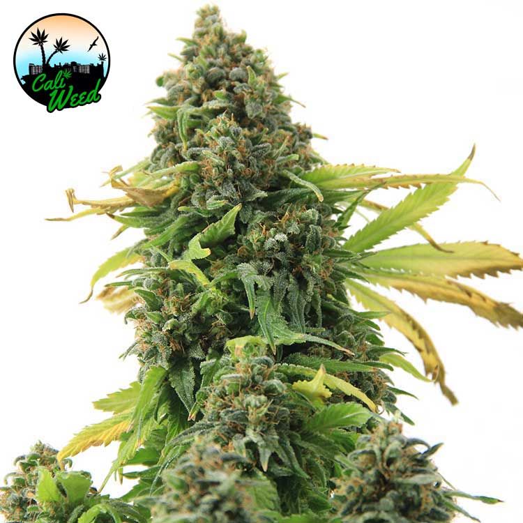 Girl Scout Cookies Feminised Seeds