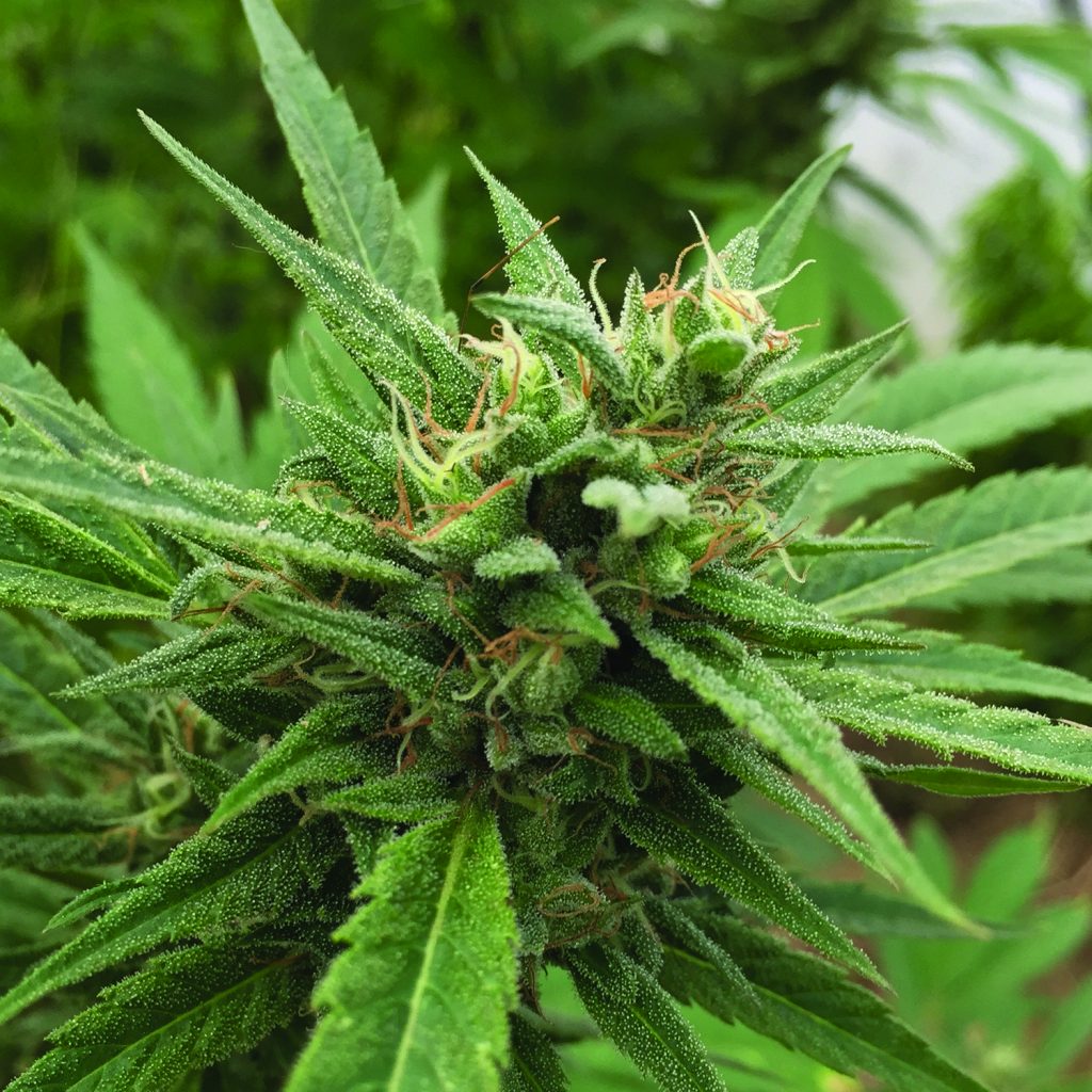 Blueberry Headband Auto Feminised Emerald Triangle Seeds