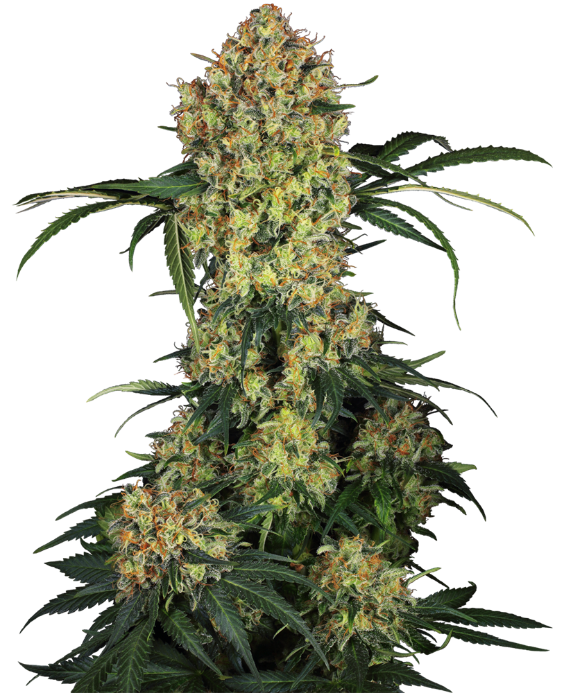 Aloha OG Feminised Seeds