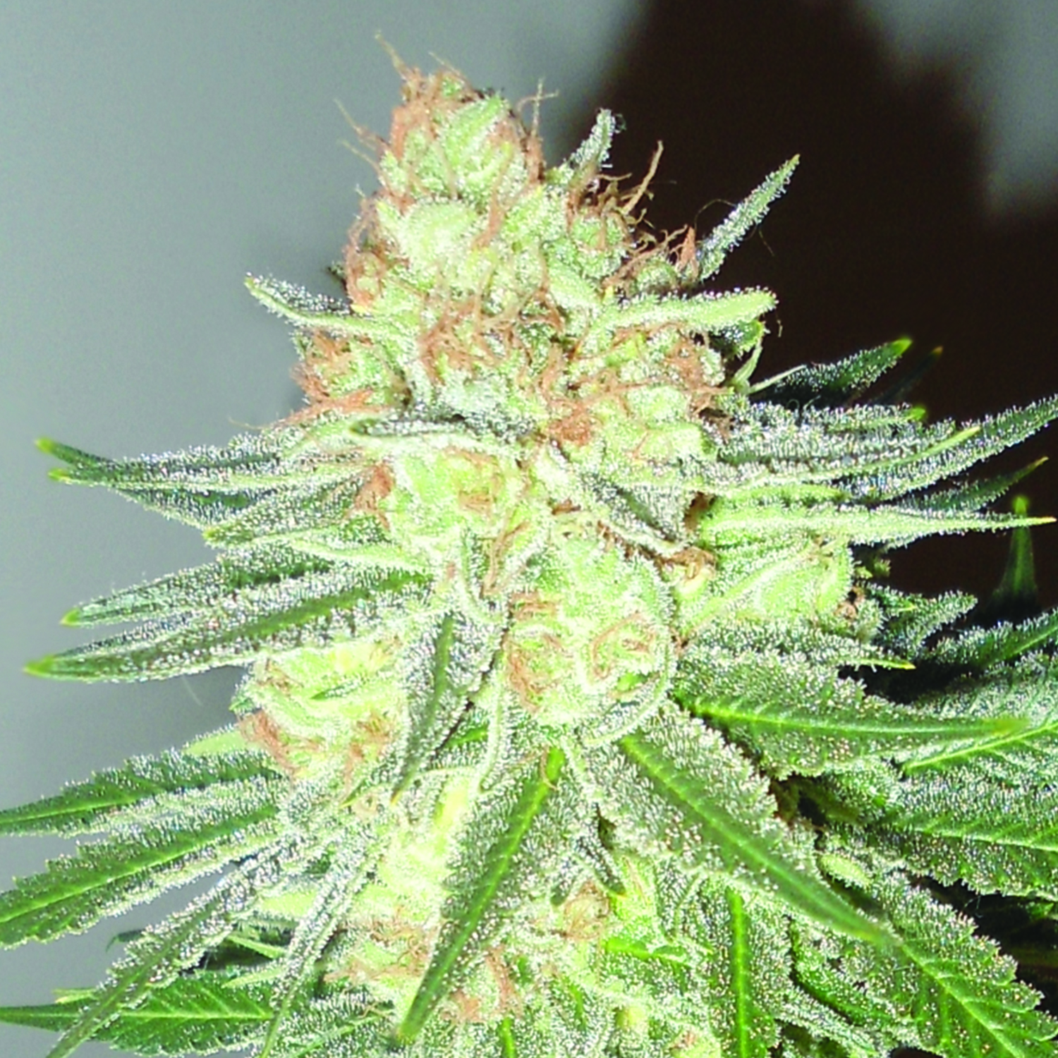 Cotton Candy Cane Feminised Seeds