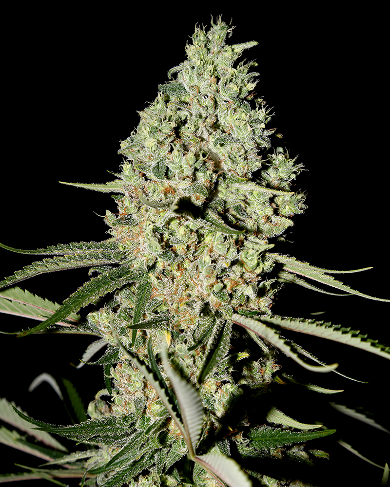 A.M.S. Feminised Seeds