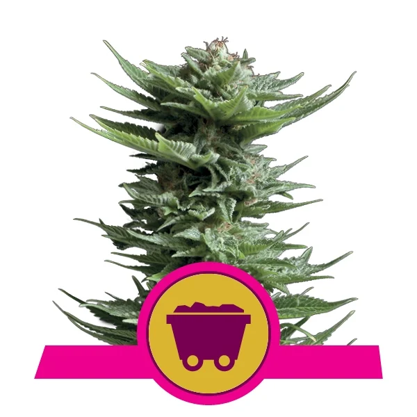 Shining Silver Haze Feminised Seeds