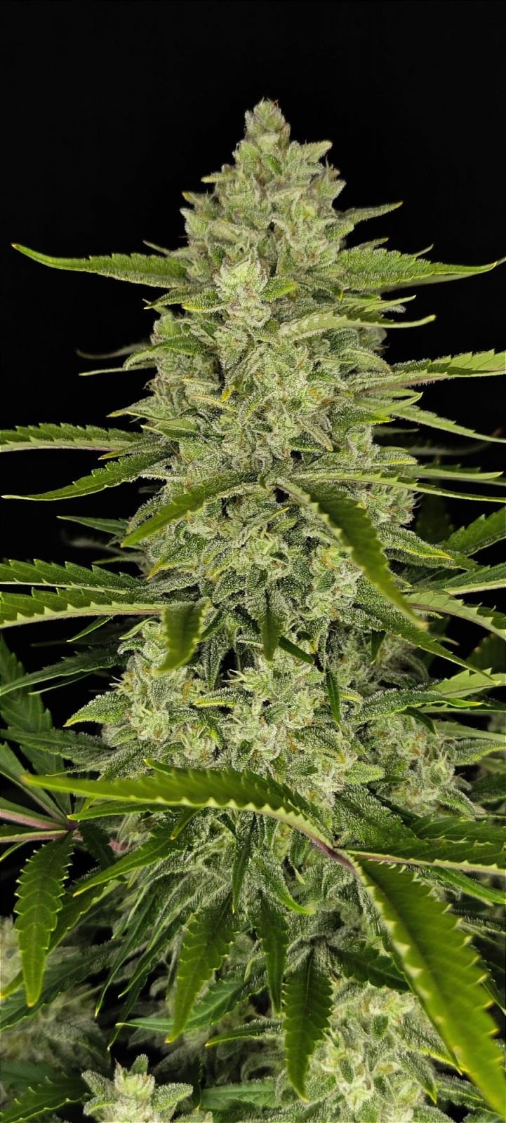 Papaya Cookies Auto Feminised Seeds