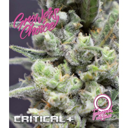 Critical + Auto Feminised Growers Choice Seeds