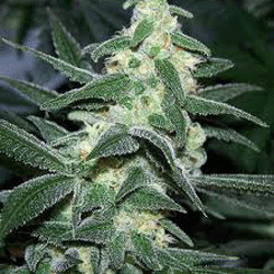 Silver Bullet Feminised Seeds