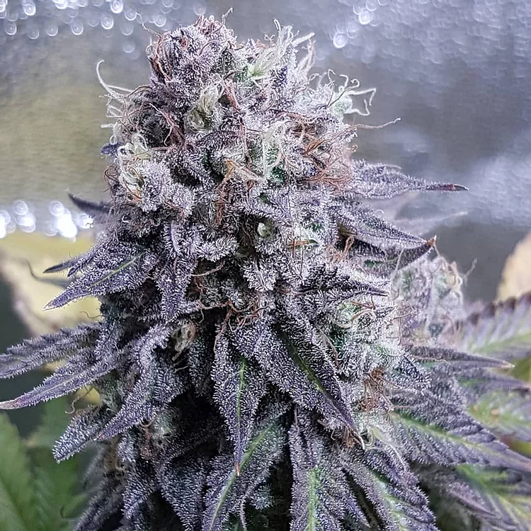 Black Valium Feminised Seeds