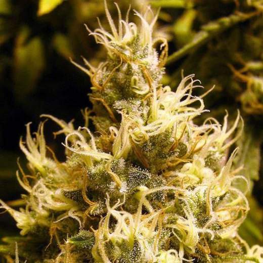 Wonder Woman Auto Feminised Seeds