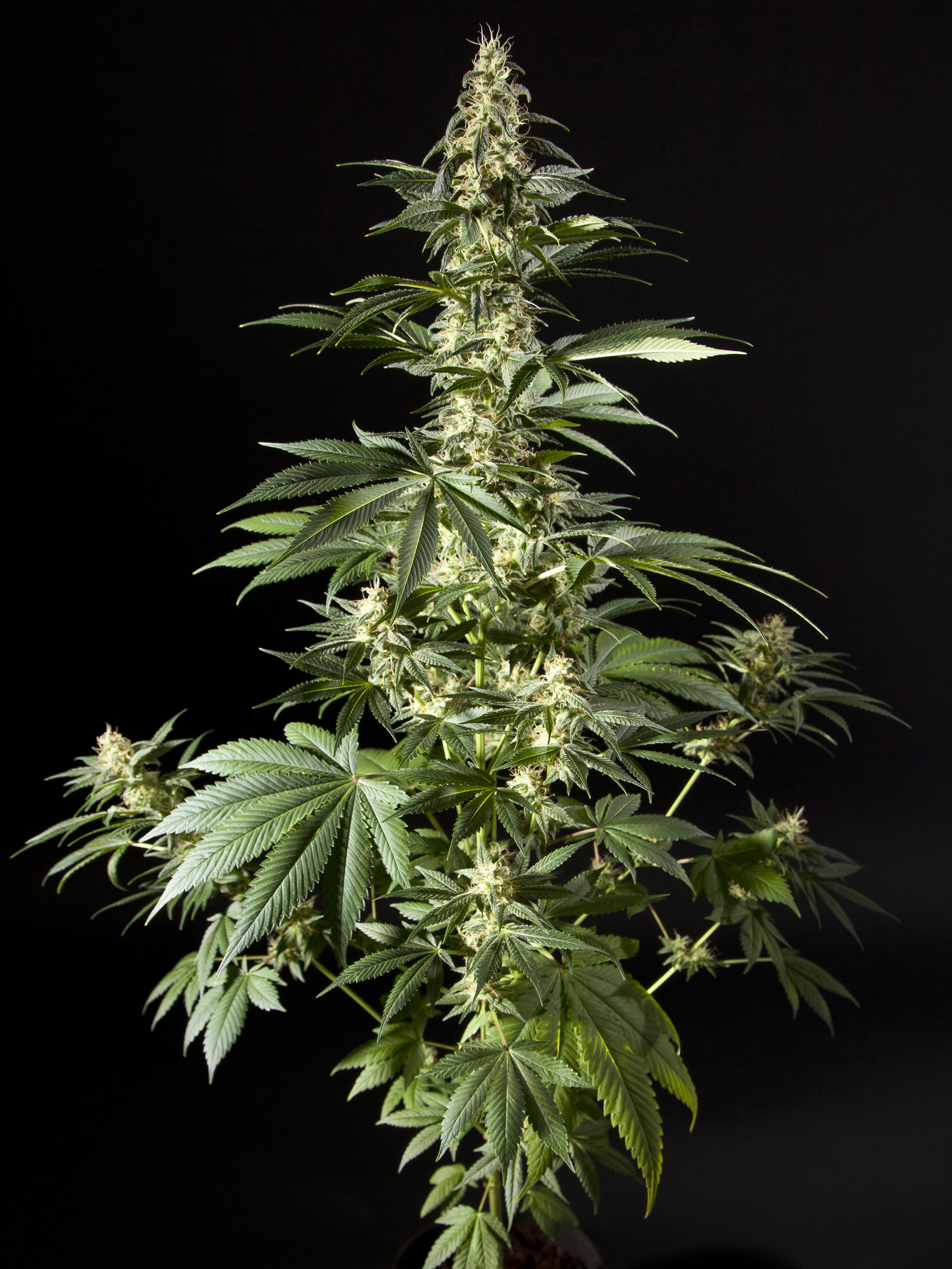 Diesel Tangie (Heaven's Fruit) Feminised Seeds