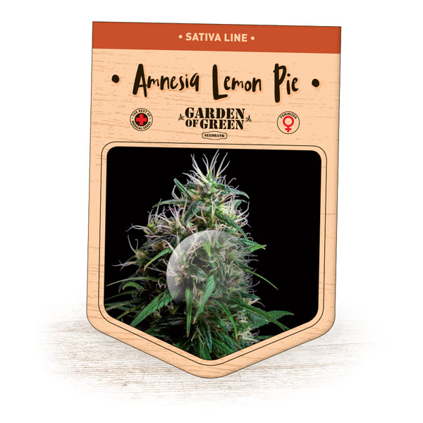 Amnesia Lemon Pie Feminised Seeds
