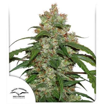 CBD Auto White Widow Feminised Seeds