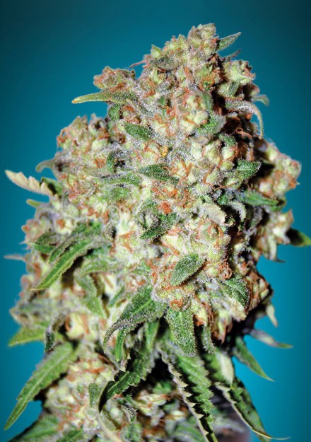 Critical Feminised Seeds