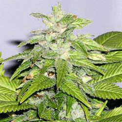 Early Bird Skunk Feminised Seeds