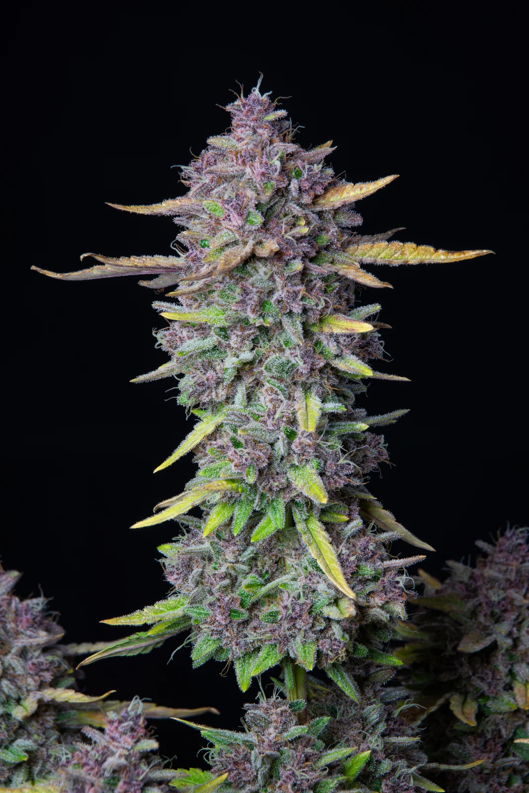 Purple Punch Feminised Seeds