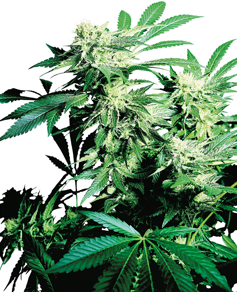 Skunk Kush Feminised Seeds