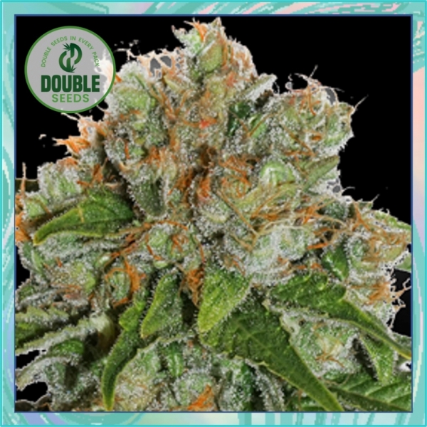 Amnesia Auto Feminised Seeds