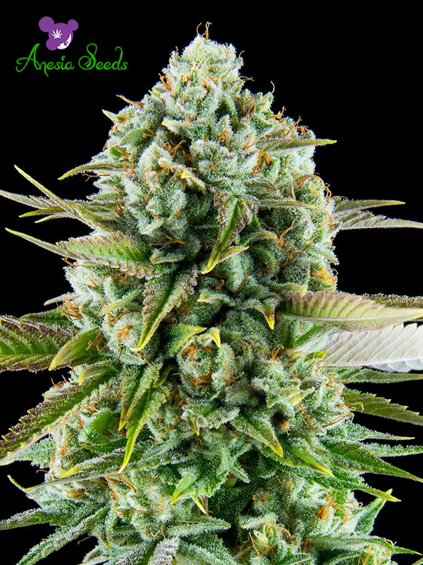 Pink Starburst Feminised Cannabis Seeds Anesia Seeds