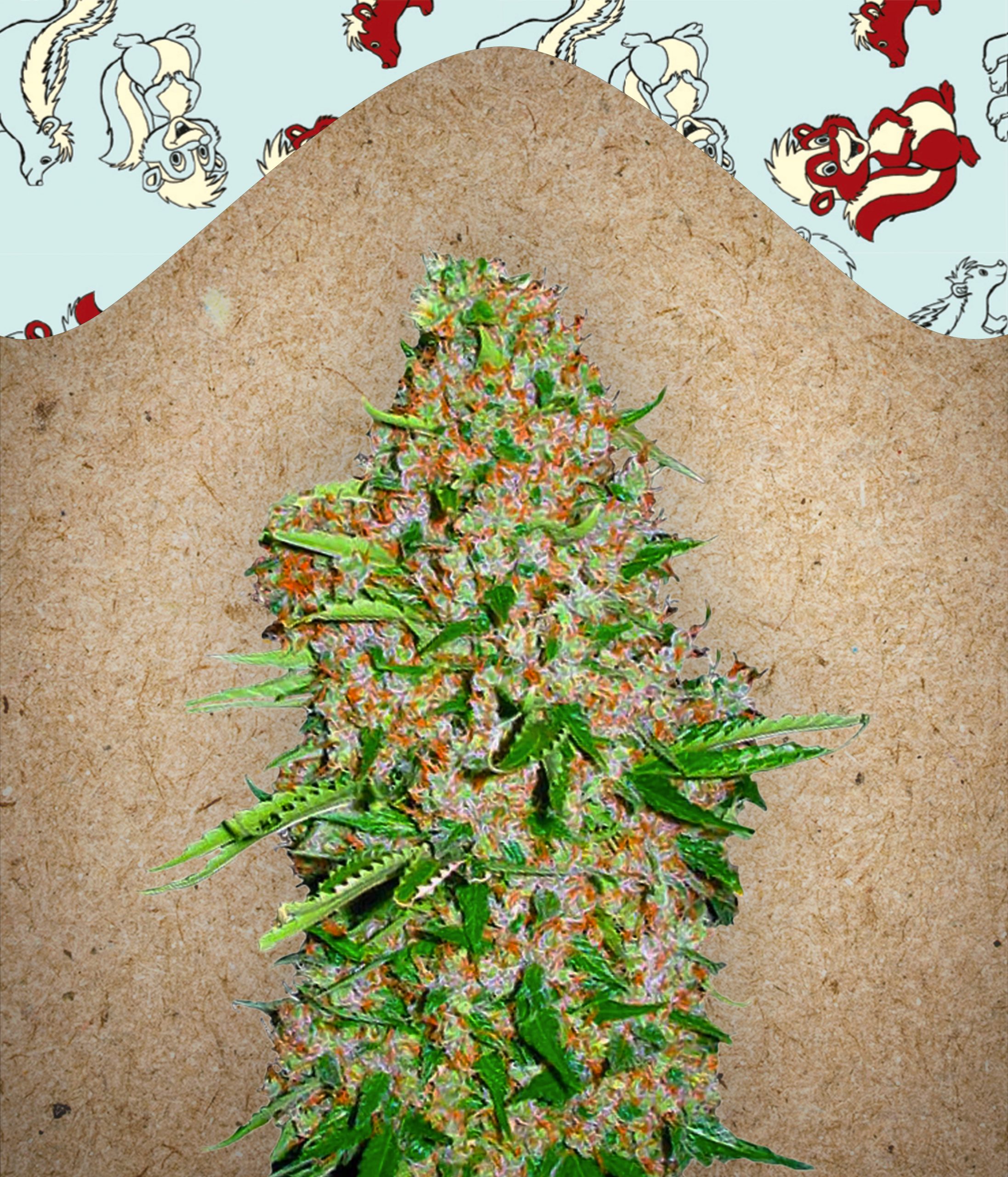Skunk Special Feminised Seeds