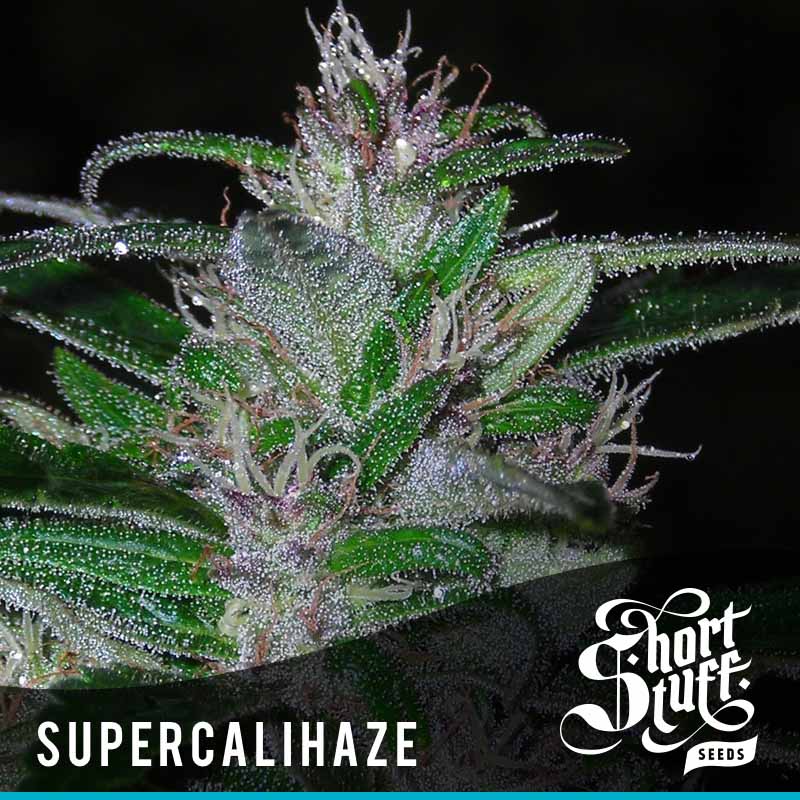 Auto Purple Amnesia Feminised Seeds