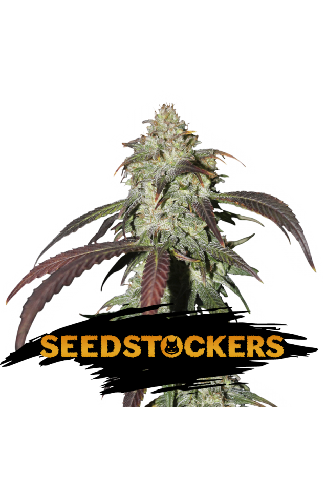 CBD Northern Lights Feminised Seeds