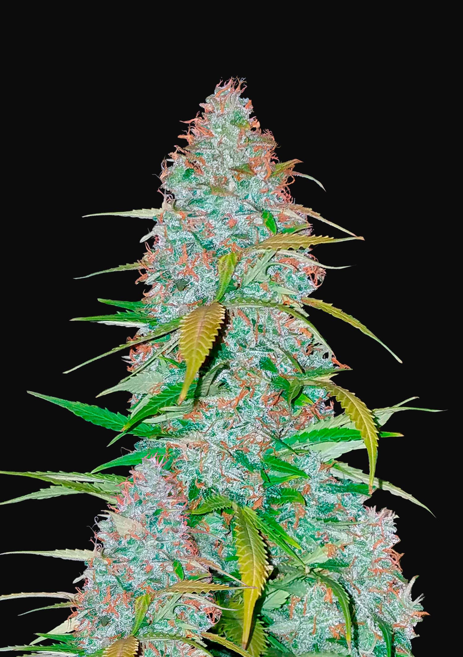 California Snow Feminised Seeds