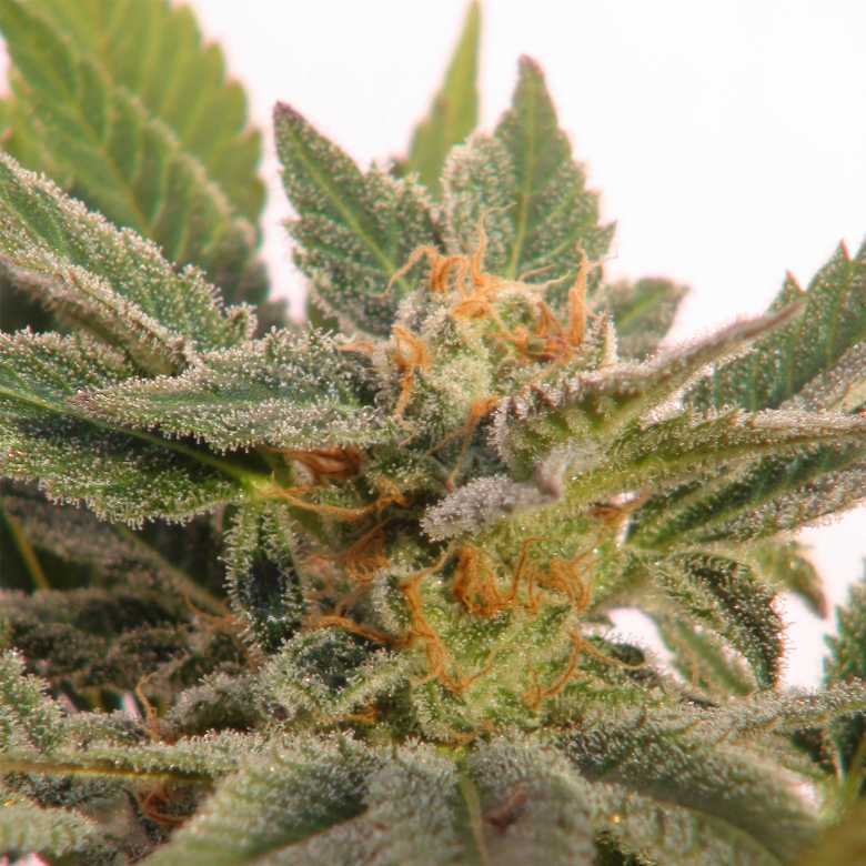 Kritic Auto Feminised Seeds