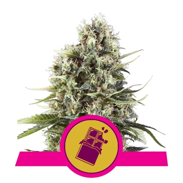 Chocolate Haze Feminised Seeds