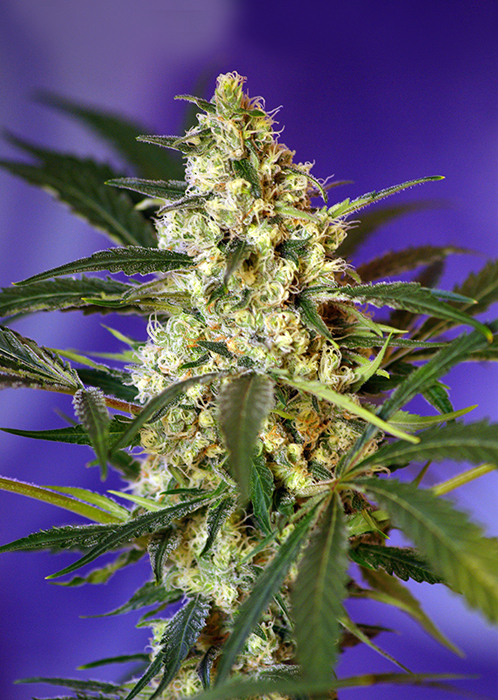 Fast Bud #2 Feminised Seeds