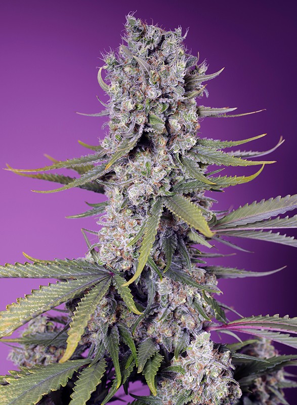 Papaya Zoap F1 Fast Version Feminised Seeds