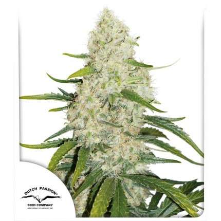 Auto Cinderella Jack Feminised Dutch Passion Seeds
