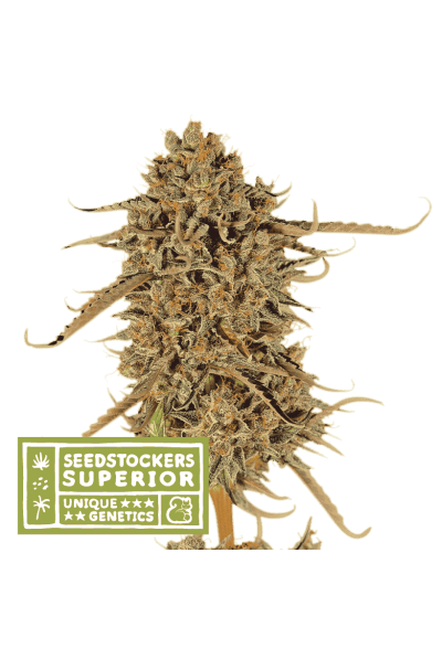Thunder Banana Feminised Seeds