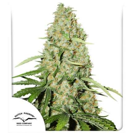 Skunk #11 Feminised Seeds