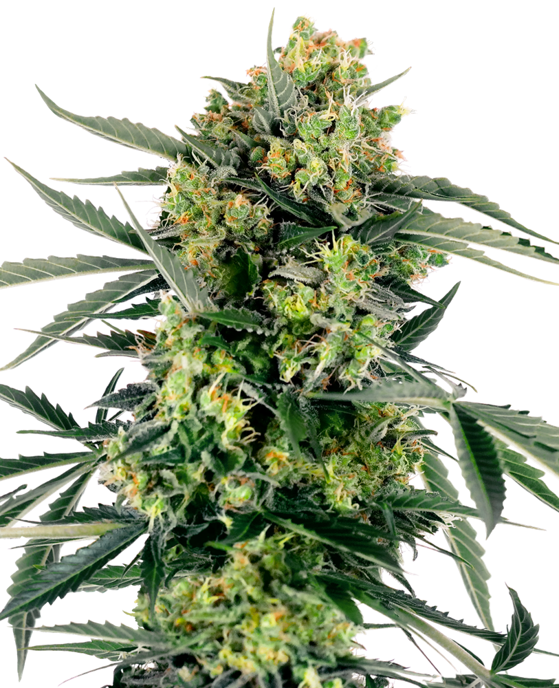 Blueberry Zkittlez Auto Feminised Seeds