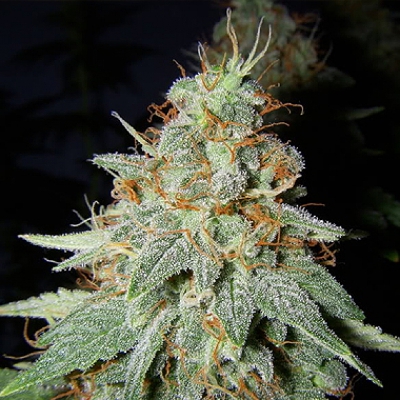 Buddhalato Feminised Seeds