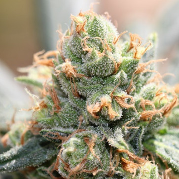 HashTonic Feminised Cannabis Seeds Ace Seeds