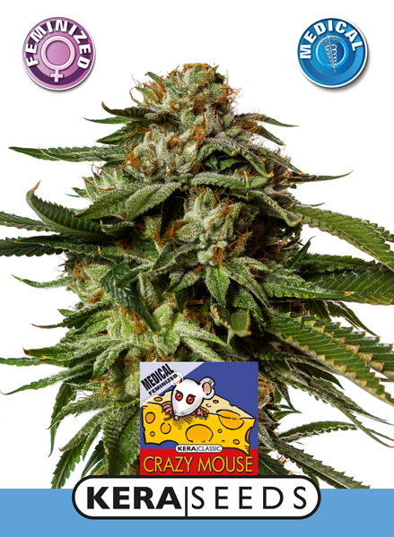 Medical Cheese Feminised Seeds