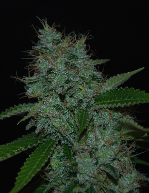Narcotherapy Auto Feminised Seeds