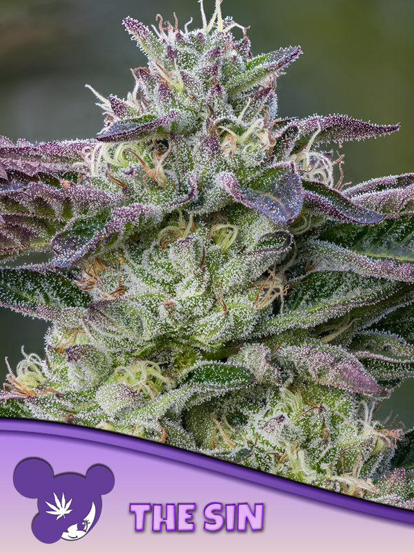 The Sin Feminised Cannabis Seeds Anesia Seeds