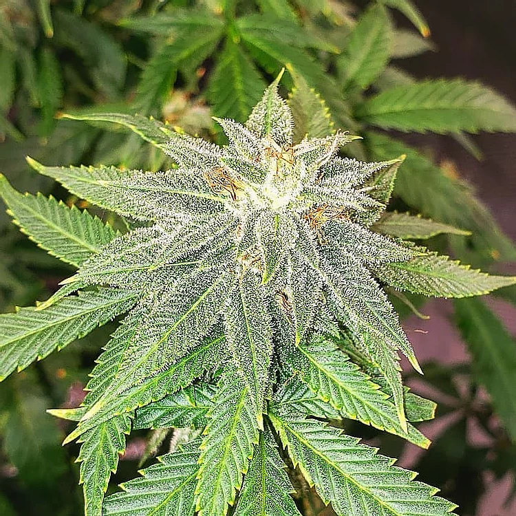 Moon Fruit Feminised Seeds