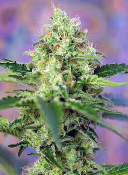 Crystal Candy Feminised Seeds