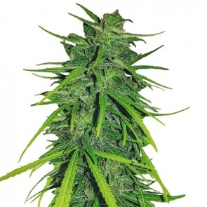 Thai x Panama Feminised Seeds