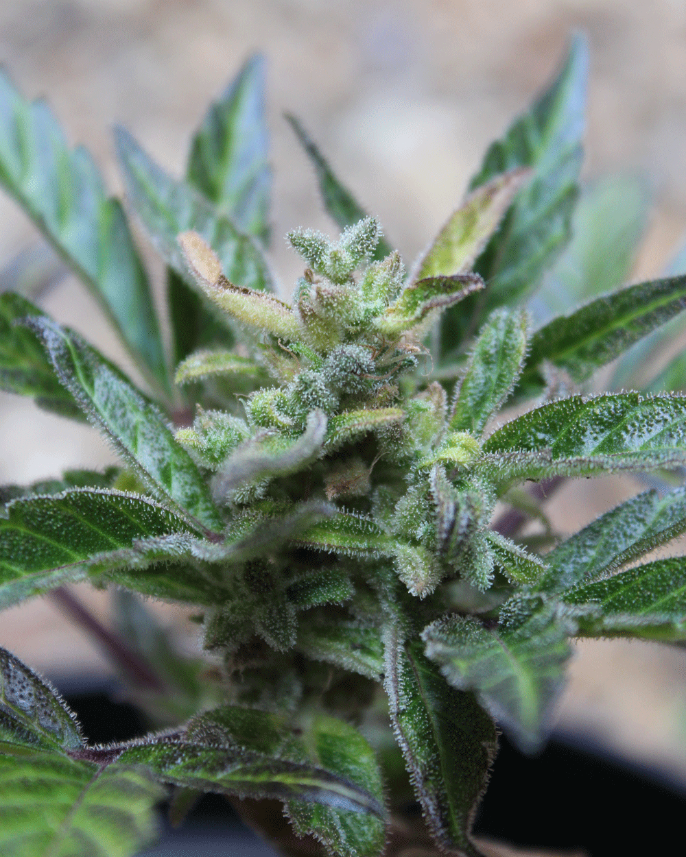 Robocrop x Blueberry Auto Feminised Seeds