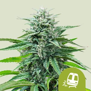Trainwreck Auto Feminised Seeds