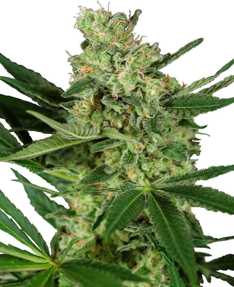 Pumpkin Spice Feminised Seeds