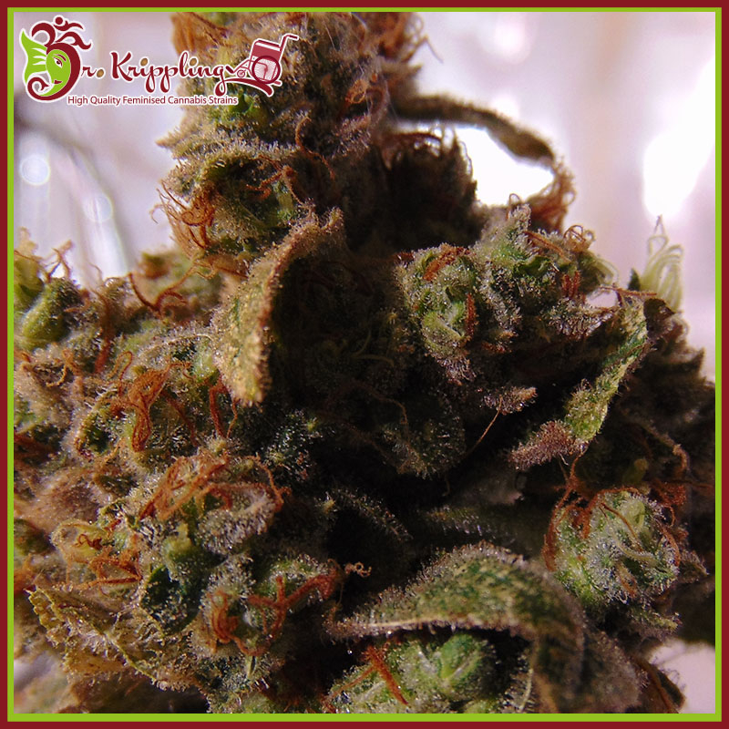 Mind Can'trol Feminised Seeds