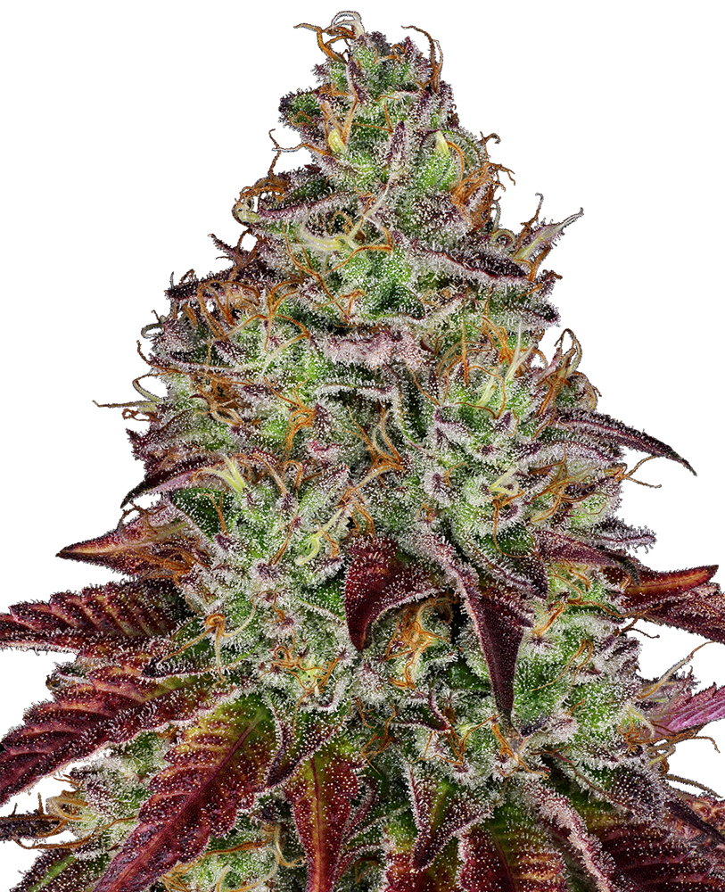 Tezla OG Feminised Seeds