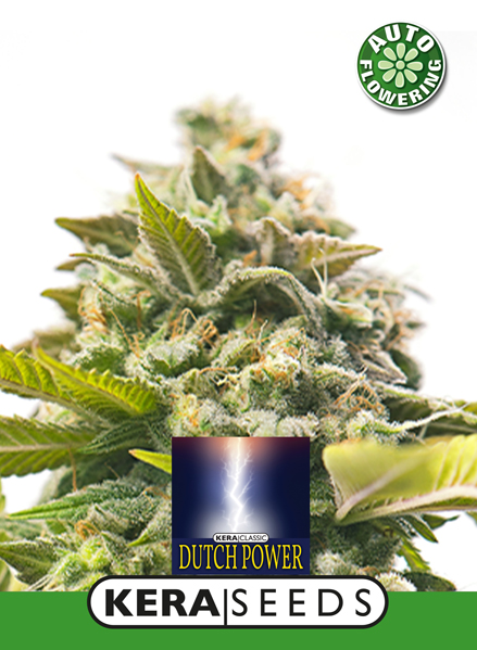 Dutch Power Auto Feminised Seeds