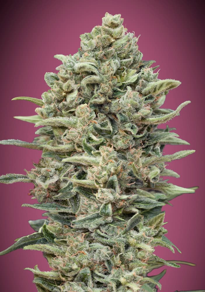 Gelato #33 FAST Feminised Seeds