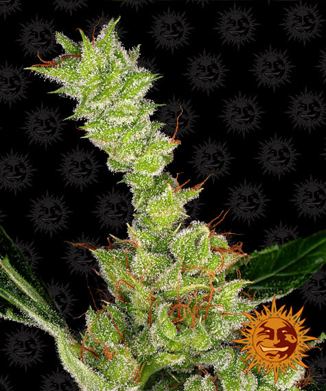 Dr Grinspoon Feminised Seeds