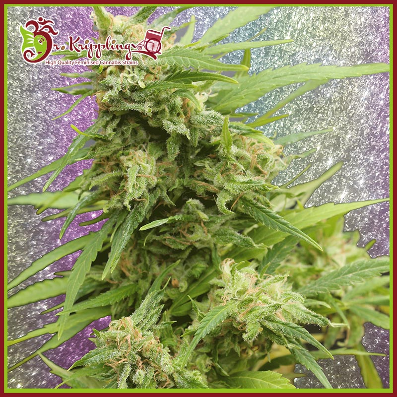 G.H.A. Turbo Diesel Auto Feminised Seeds