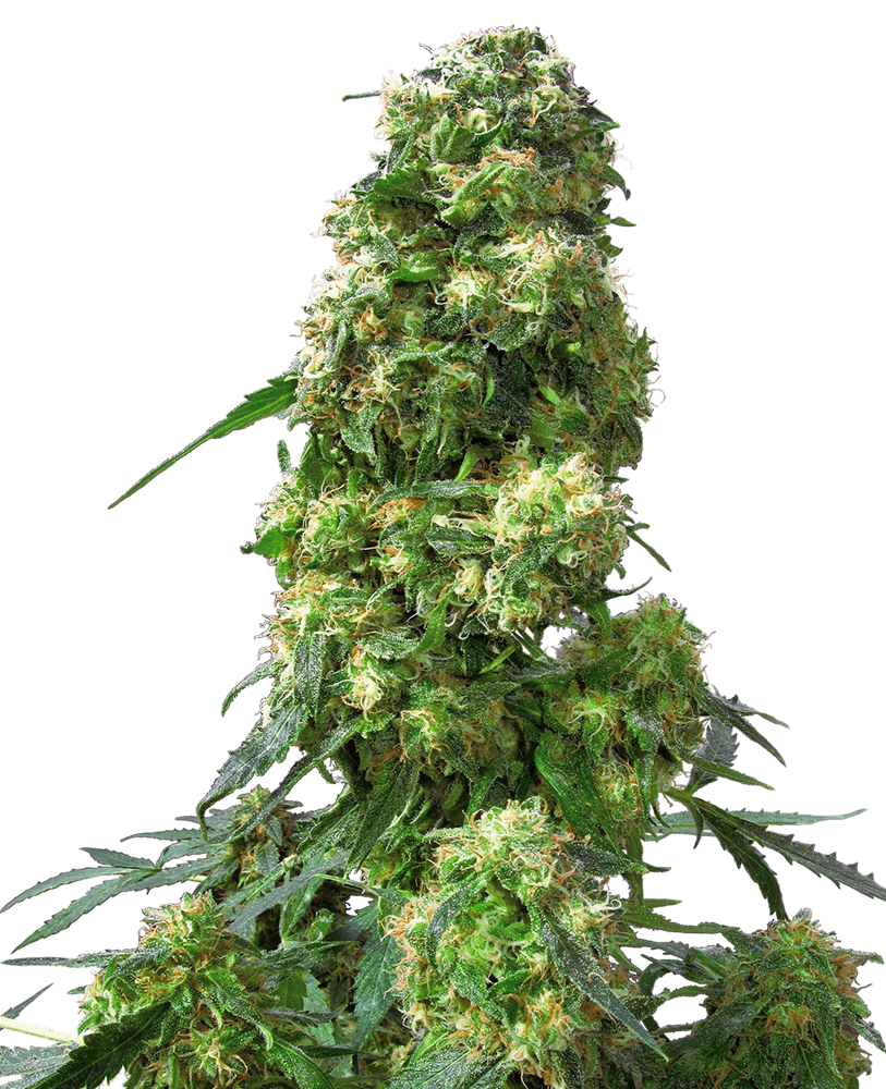 Early Skunk Feminised Seeds